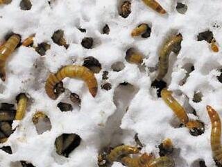 x(chng)Ⱦ(hu)(li)B(ti)ϵĞ(zi)yô