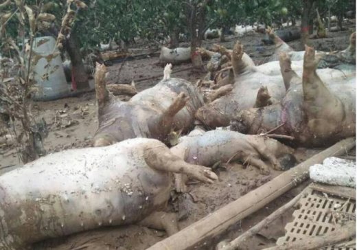 ʯңʯң߀ȱ300H(zi)^(q)衿