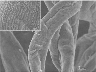 (li)ն ֻ߀·