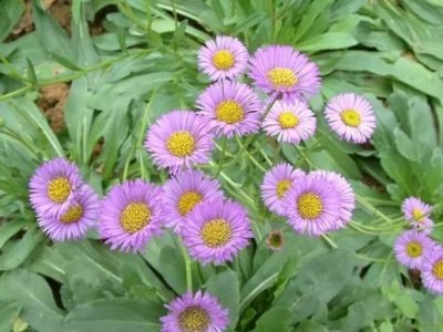 гˎ£ˎI(y)Ƽ(chung)֮·