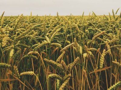 пԺаl͡{rˎrˎʹЧõԽʽ